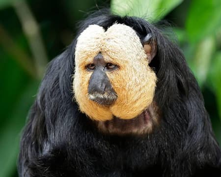 Singapore Zoo