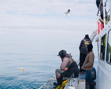 Shark Cage Diving near Hermanus