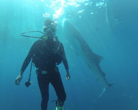 Dolphin Watching & Manjuyod Sandbar