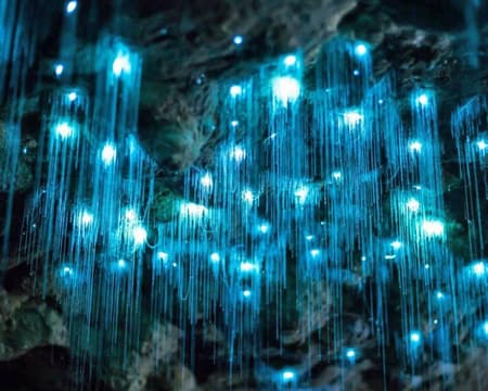 Waitomo Glowworm Caves