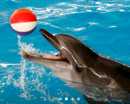 Dolphins Bay Phuket( Regular Ticket (Row E,F,G)