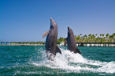 Tour de nado con delfines en Punta Cana