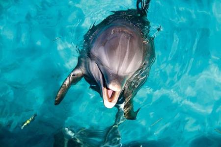 Billet pour une rencontre avec les dauphins au parc Aquaventuras