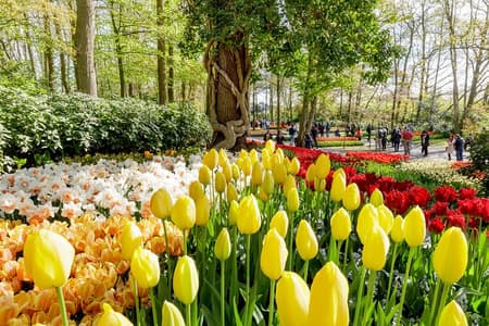 Amsterdam: Half Day Guided Keukenhof Tulip Garden Tour