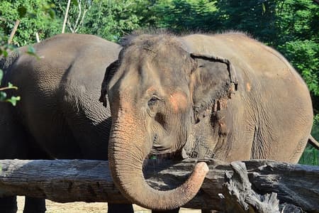 Experience Elephant Sanctuary + Sticky Waterfall