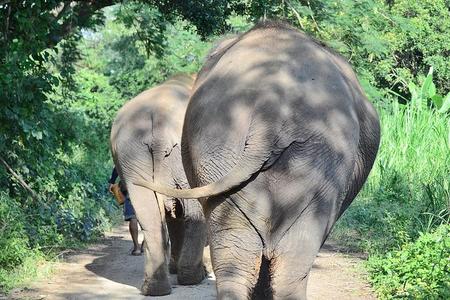 Experience Elephant Sanctuary + Sticky Waterfall