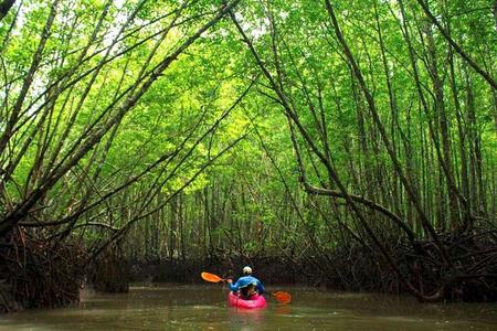 Deep Mangrove and Canyon Kayak Tour in Krabi