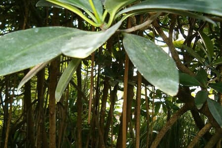 MAKASUTU - forrest culturale, Brikama