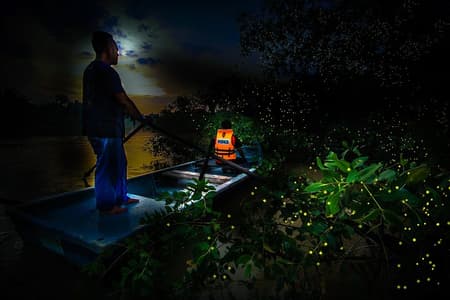 Fireflies Tour Include Seafood Dinner And Boat Ride