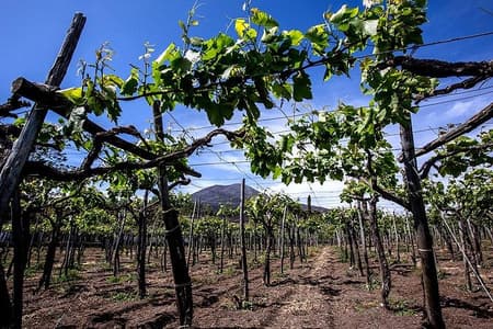 Excursão privada ao Monte Vesúvio e degustação de vinhos com almoço da Costa Amalfitana