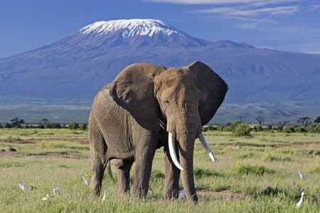 6 giorni Amboseli, Nakuru Masai Mara Safari