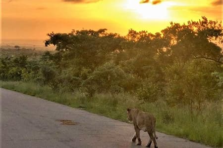 Kruger National Park Sunset Safari