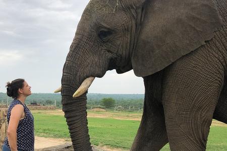 Olifanten spotten van 90 minuten in Hoedspruit