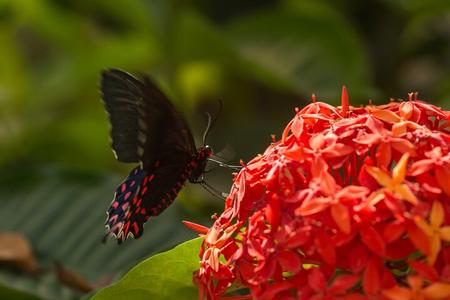 Tour guiado al santuario de mariposas en Puerto Vallarta