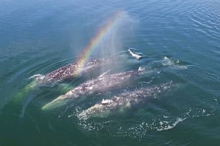 Hear the whales! World class whale watching!