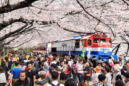 Full-Day Jinhae Cherry Blossom festival Private tour