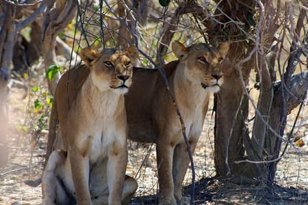Delicia de Moremi Okavango de 7 días