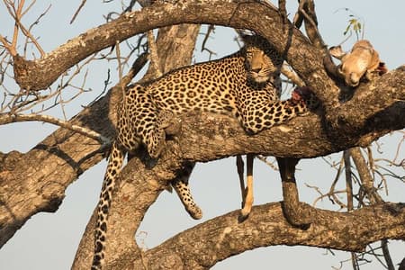 1 Day Tsavo East Safari ( Minimum 2 Pax)