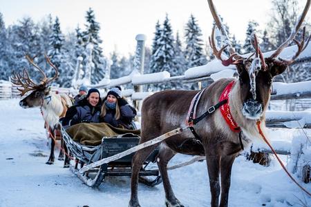Half-Day Experience in Local reindeer farm in Lapland 
