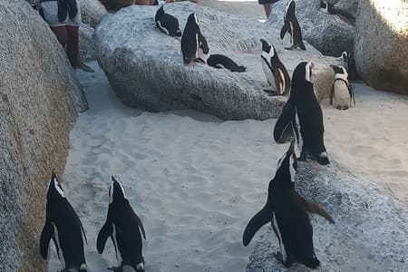 Tour en grupo pequeño al cabo de Buena Esperanza y al pingüino de Boulders Beach