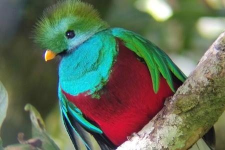 Monteverde Cloud Forest Tour