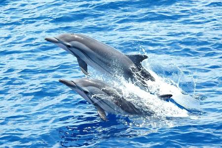 Dolphin House VIP Excursão de mergulho dia inteiro W / almoço-Hurghada