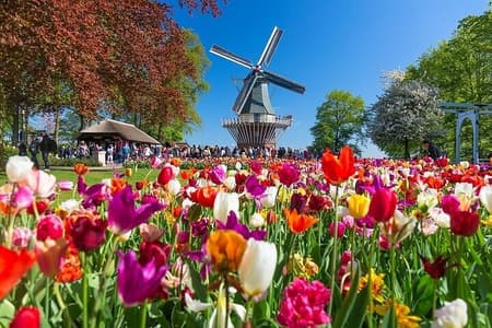 Amsterdam: Keukenhof Entry & Shuttle Bus with Flexible Return
