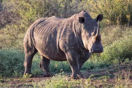 HLANE ROYAL NATIONAL PARK - Daytrip (veicolo aperto)
