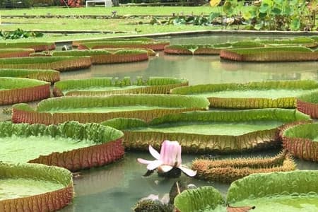 Volledige dag Flexi privétour op het eiland Penang met pick-up