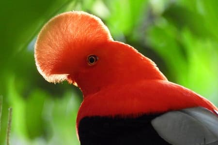 Avistamiento de aves Gallito de las Rocas en Jardín con Guía Profesional