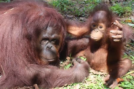 Tour privato di Bukit Merah Orang Utan e Penang City