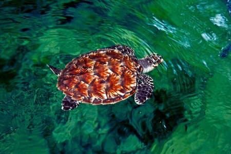 "Scopri i tesori nascosti delle Fiji: Eco Park, Pottery Village e Dunes!"