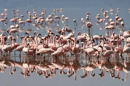 Full-Day Bird Watching Tour to Lake Nakuru National Park