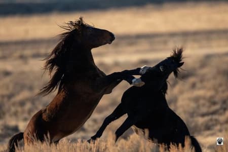 Tour e safari selvaggi del Red Canyon a Cody Wyoming