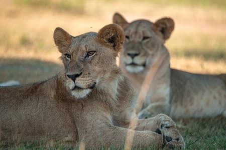 One Day Akagera Wildlife Safari