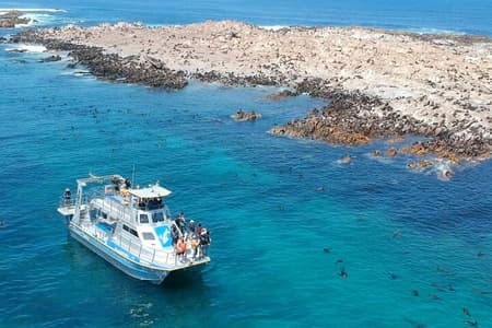 Marine Big 5 Safari with transport from Hermanus