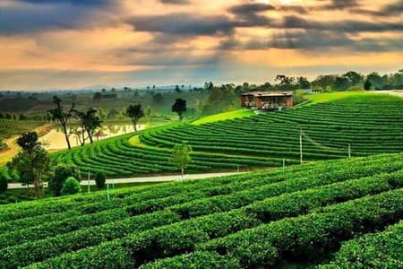 From Chiang Rai: 3 Temples, Golden Triangle Tour, Tea Plantation