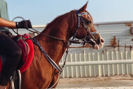 Private Horse and Camel Riding Experience in Doha