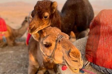 Marrakesh: Agafay Desert Sunset, Camel Ride, Dinner and Show
