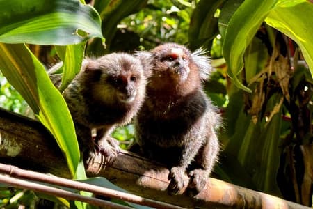 Tijuca Rainforest Hike: Explore Waterfalls & Caves