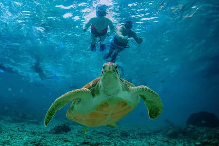 Nuoto nascosto nel cenote: snorkeling, tartarughe marine e pranzo sulla spiaggia