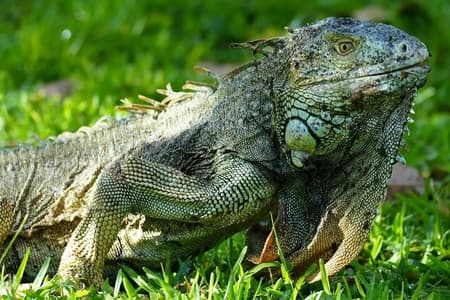 Palo Verde Wildlife Safari : Boat Tour & Traditional Lunch