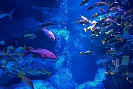 Sumida Aquarium Ticket Tokyo