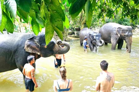 Elephant Care Experience
