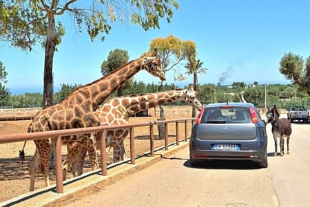 Safari Zoo Adventure and Ostuni Visit in Mini Van