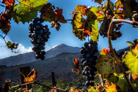 Tour Etna en Wijn een ervaring van natuur en geuren met smaak.