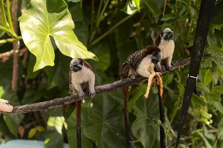 Panama Canal Wildlife Tour Monkey Island und Bootsfahrt Abenteuer