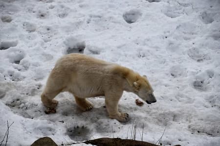 Ranua Arctic Wildlife: Entrance, Round Trip & Buffet Lunch
