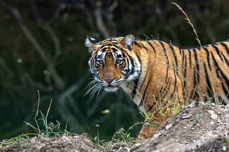 Gita di un giorno da Jaipur a Ranthambore Tiger Safari