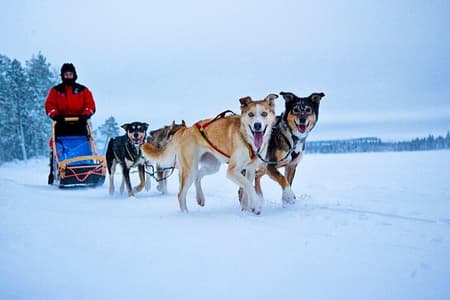 Huskies 5km Self Driven Sled Ride